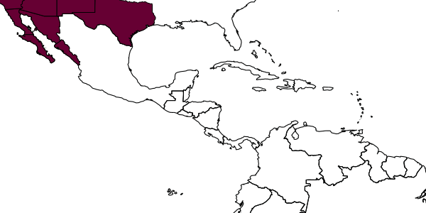 map of Tachysphex arizonae     Pulawski, 1982